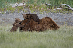 19718742045_0fd1641dc2_m